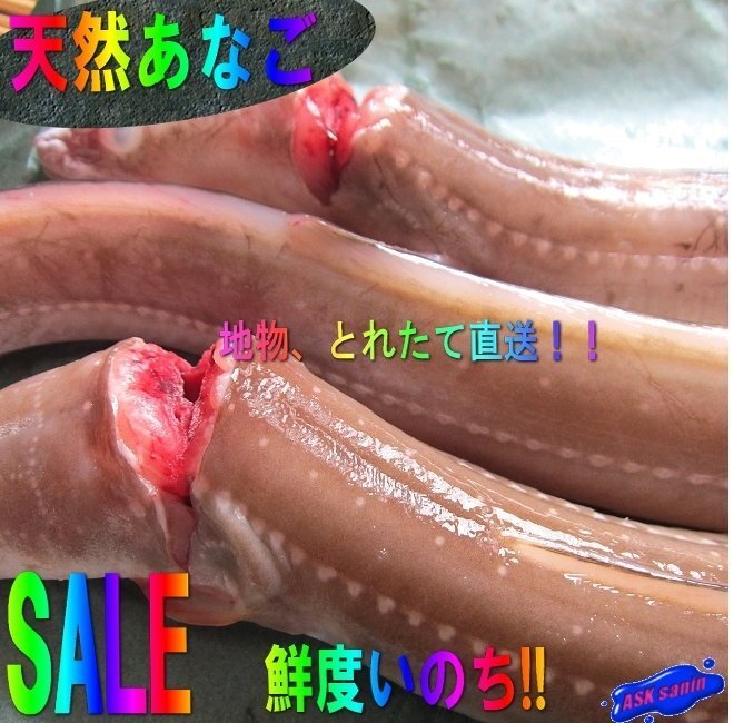 とろける甘さ!! 特大「活〆穴子1kg位」とれたて活冷凍『魚王国』境港産_画像1