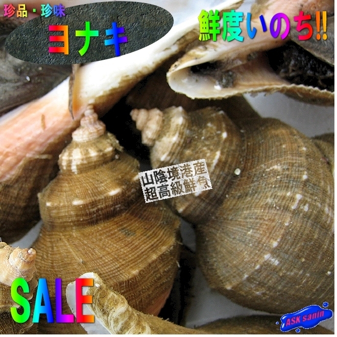 5箱】珍味な貝「ヨナキ1kg」一般的に出回らない美味はいかがでしょう。　めったにお目にかかれません!!_画像1