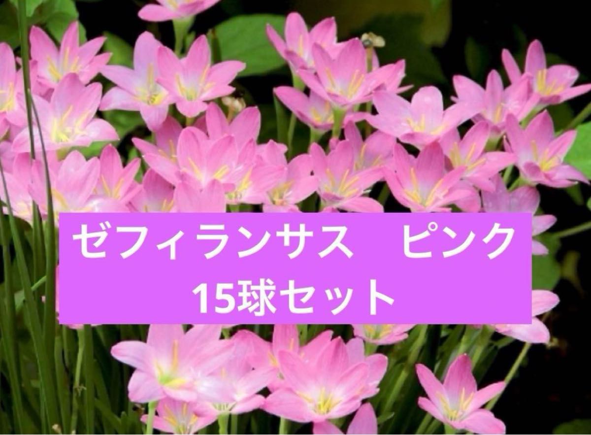 ゼフィランサス　ピンク　レインリリー　15球セット　サフランモドキ　説明書付き 球根画像有ります