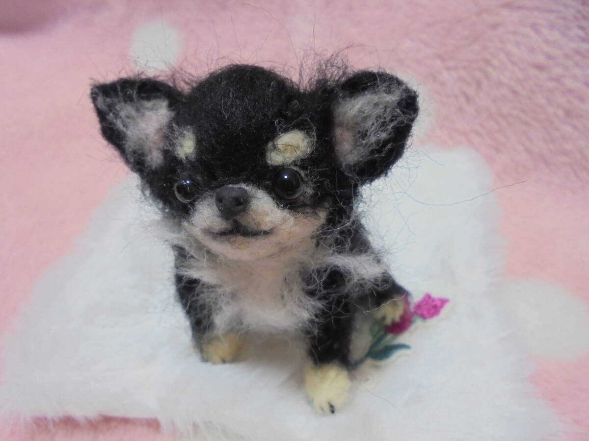 * hand made wool felt * * chihuahua black tongue . dog Chan * (. hand is possible .!)