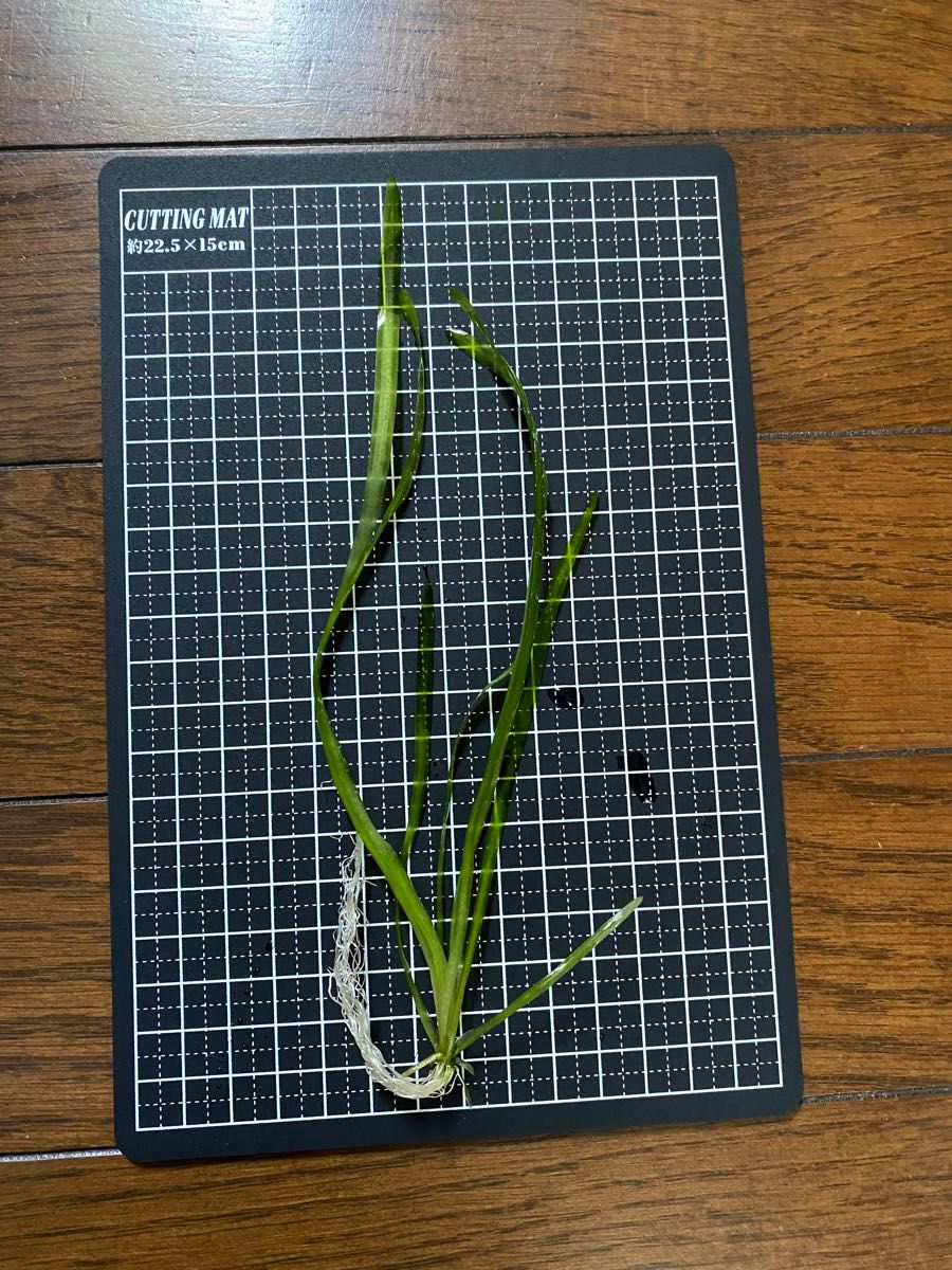 水草　バリスネリア　10cm以上　10株