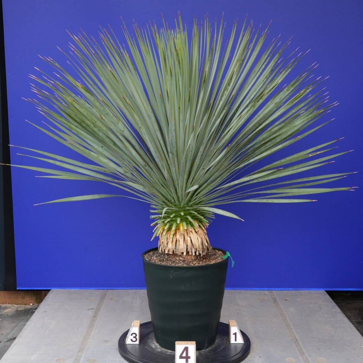 元気いっぱい　ユッカロストラータ　国内栽培品　(緑シール) Yucca rostrata 160サイズ　　　　_画像5
