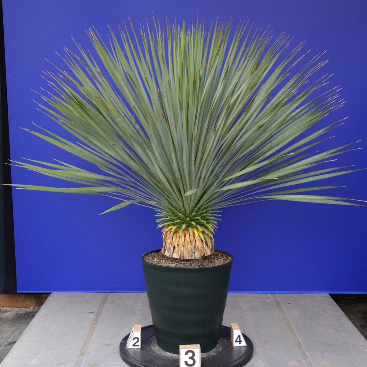 元気いっぱい　ユッカロストラータ　国内栽培品　(緑シール) Yucca rostrata 160サイズ　　　　_画像4