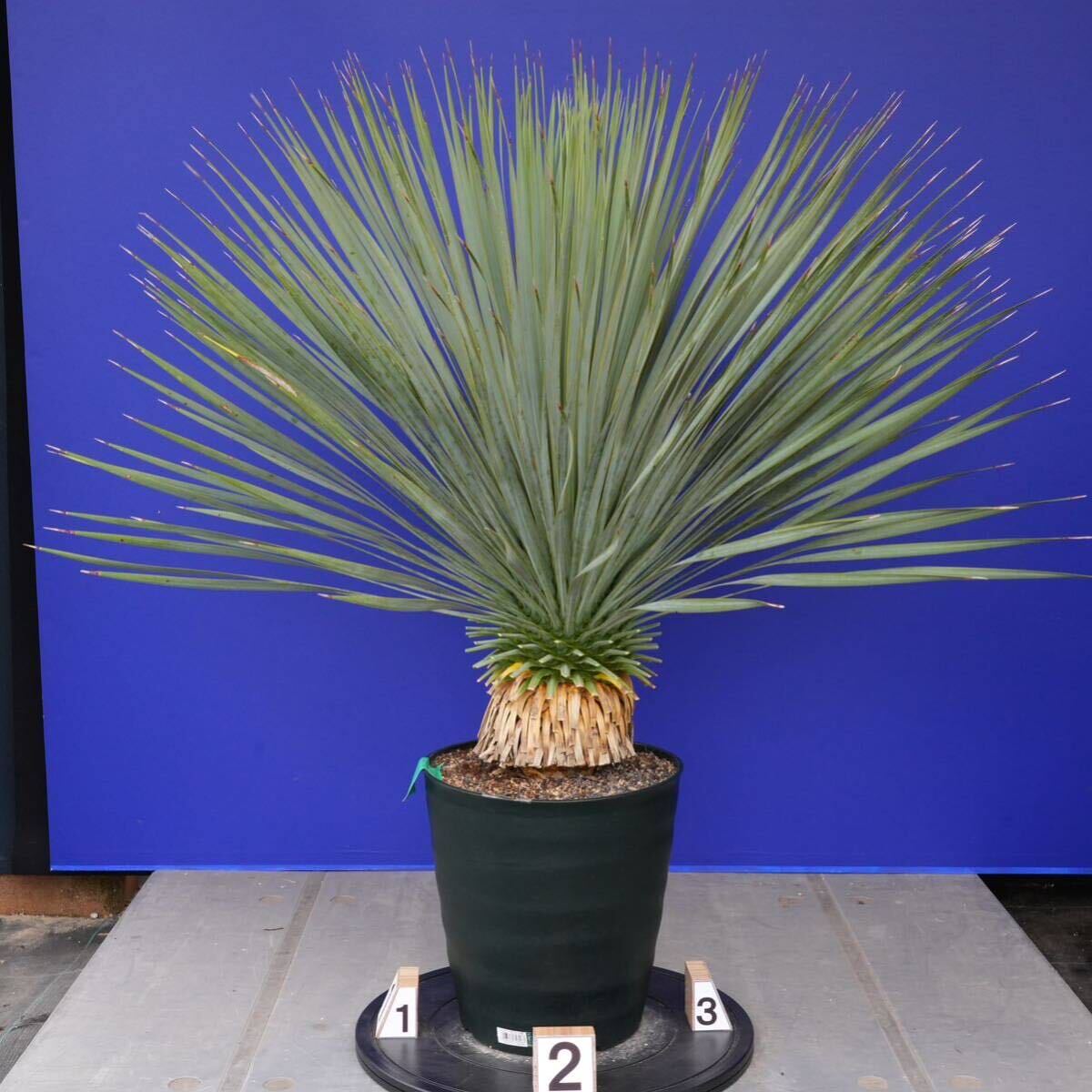 元気いっぱい　ユッカロストラータ　国内栽培品　(緑シール) Yucca rostrata 160サイズ　　　　_画像3