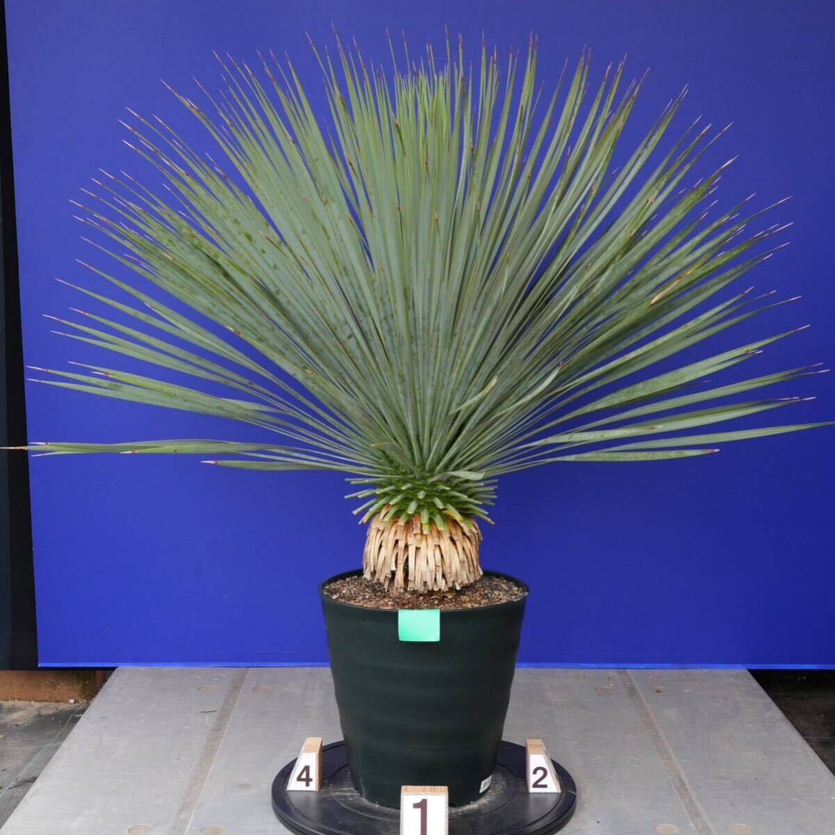 元気いっぱい　ユッカロストラータ　国内栽培品　(緑シール) Yucca rostrata 160サイズ　　　　_画像2