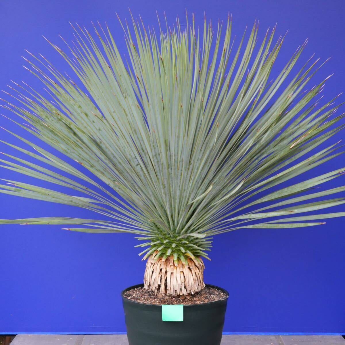 元気いっぱい　ユッカロストラータ　国内栽培品　(緑シール) Yucca rostrata 160サイズ　　　　_画像1