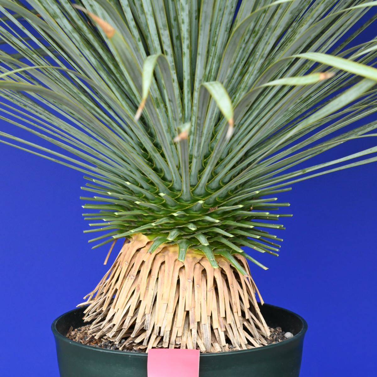  raw ... origin . fully yucca Lost la-ta domestic cultivation goods ( red seal ) Yucca rostrata 180 size 