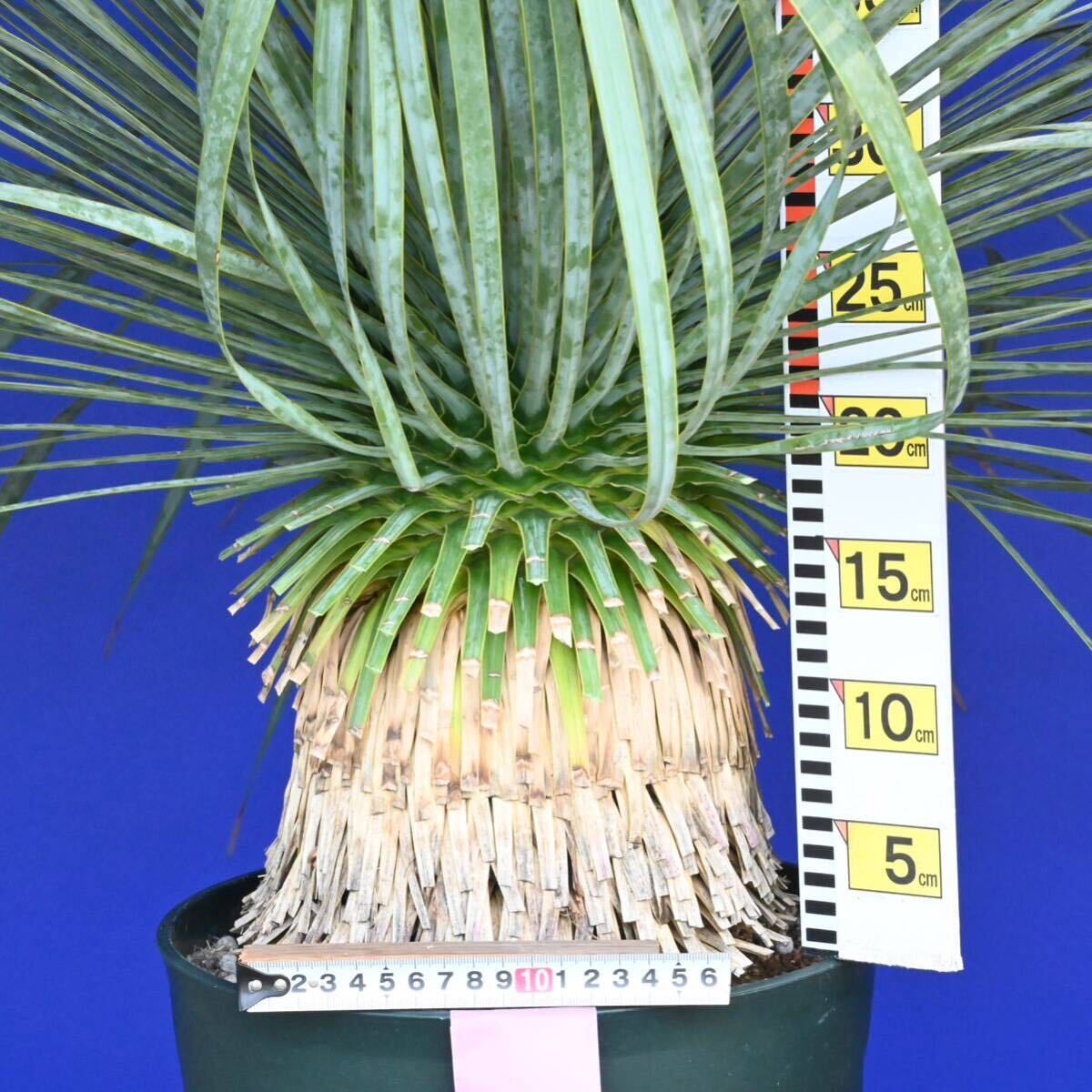 生育旺盛　元気いっぱい　ユッカロストラータ　国内栽培品(紫シール) Yucca rostrata 180サイズ　　　　_画像7