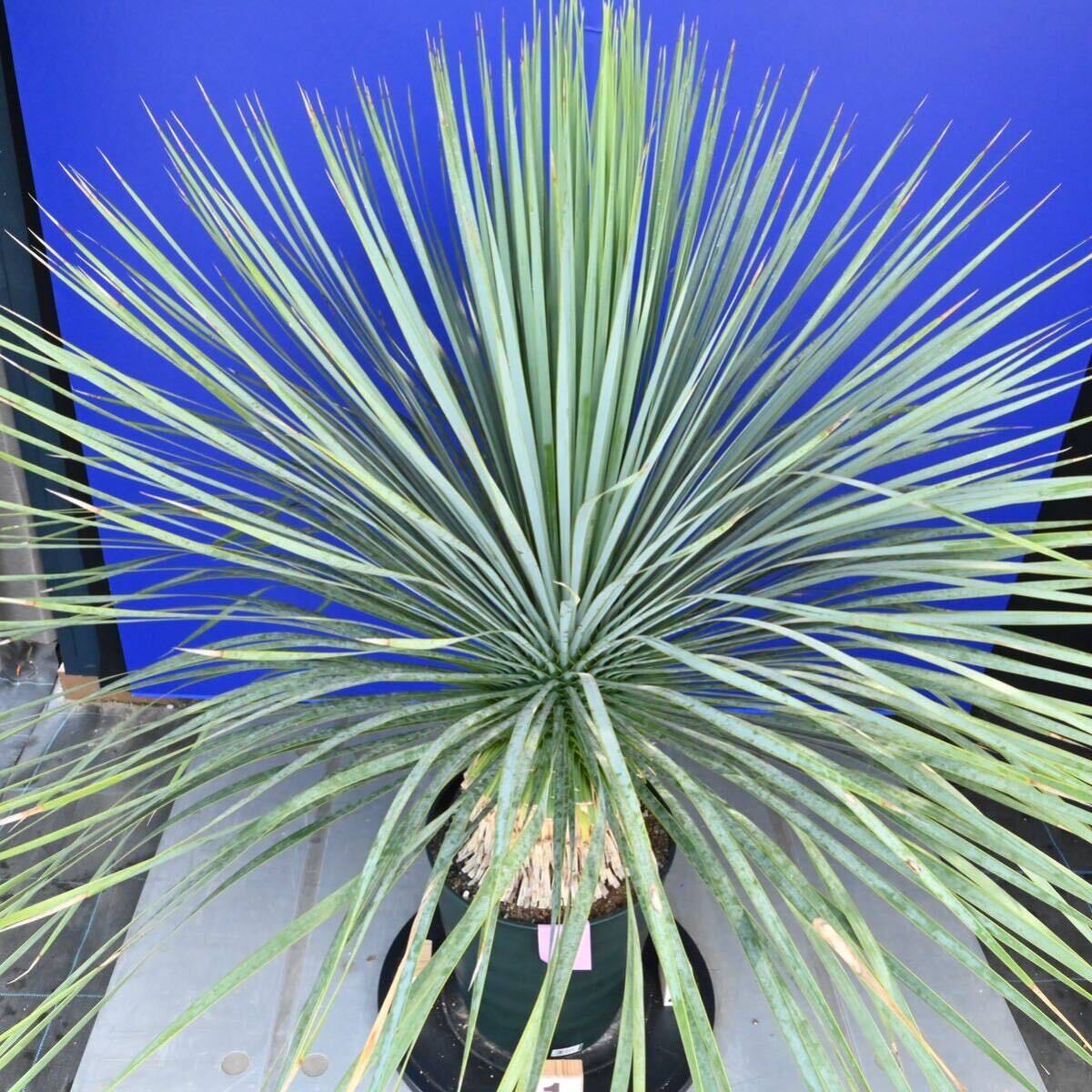 生育旺盛　元気いっぱい　ユッカロストラータ　国内栽培品(紫シール) Yucca rostrata 180サイズ　　　　_画像9