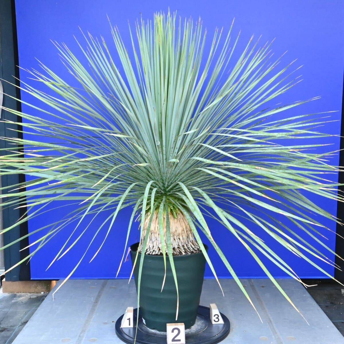 生育旺盛　元気いっぱい　ユッカロストラータ　国内栽培品(紫シール) Yucca rostrata 180サイズ　　　　_画像3