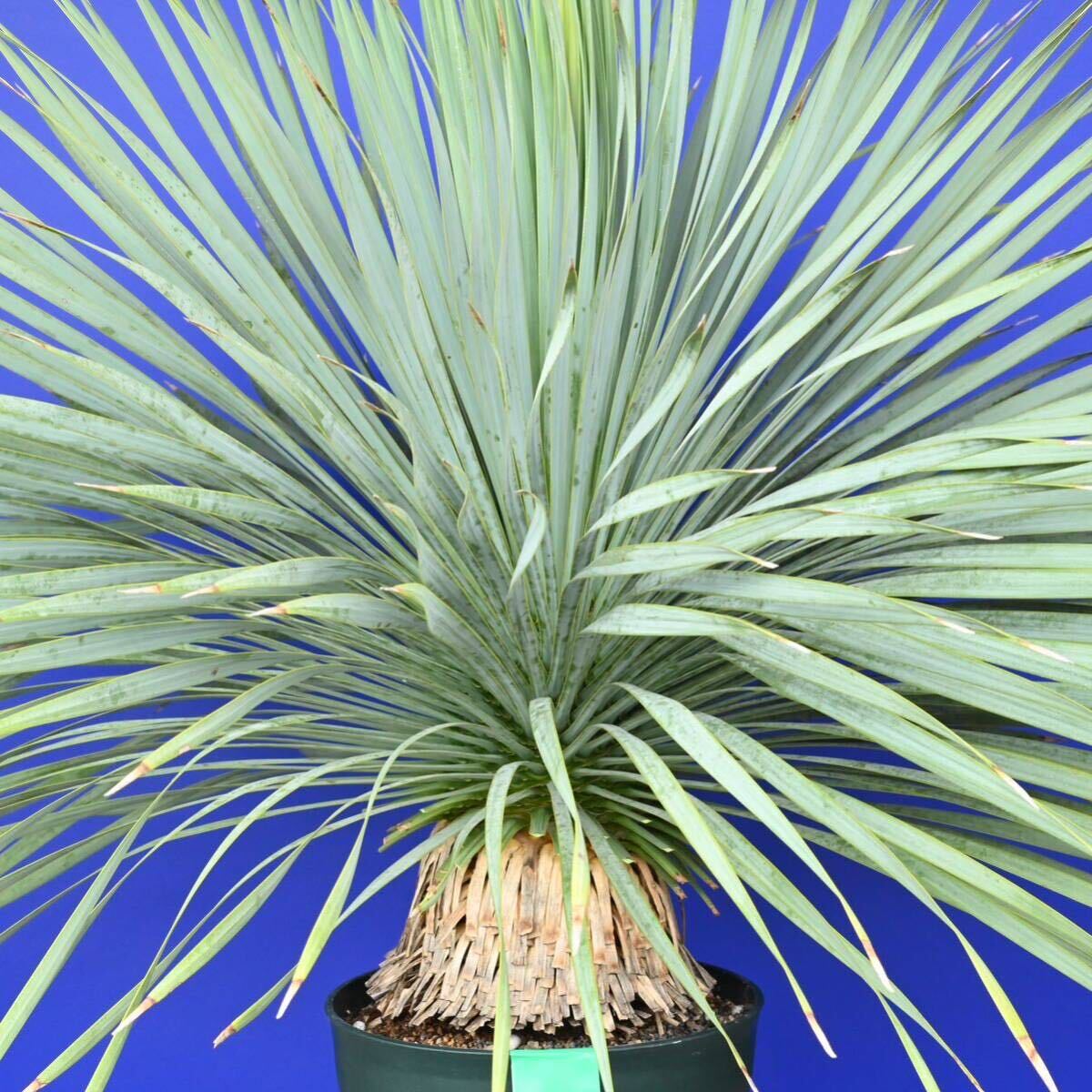 生育旺盛　元気いっぱい　ユッカロストラータ　国内栽培品　(緑シール) Yucca rostrata 160サイズ　　　　_画像6