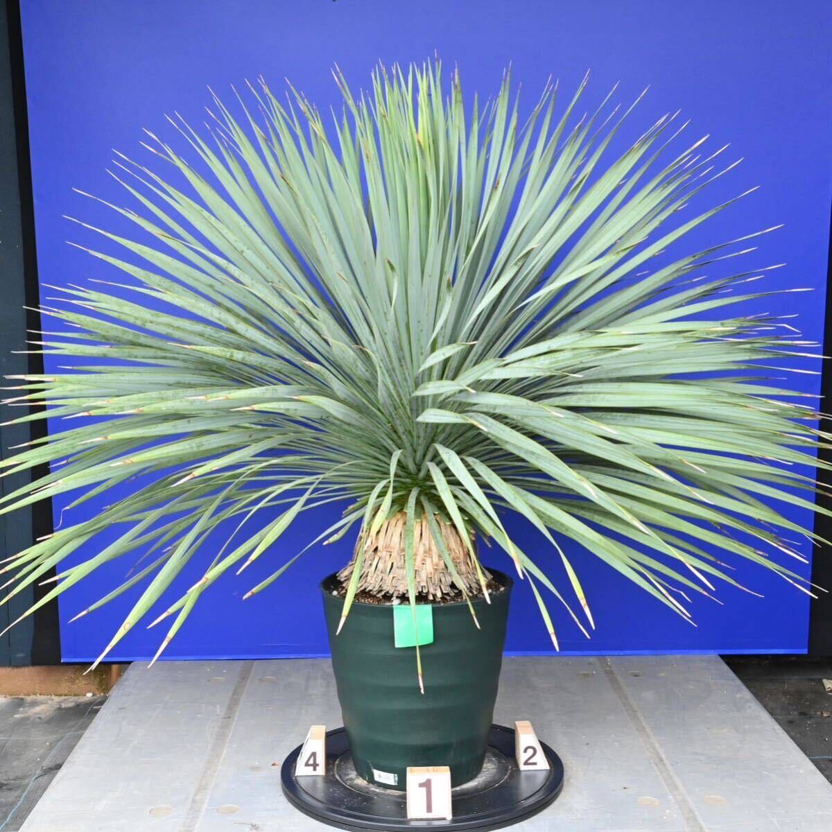 生育旺盛　元気いっぱい　ユッカロストラータ　国内栽培品　(緑シール) Yucca rostrata 160サイズ　　　　_画像2
