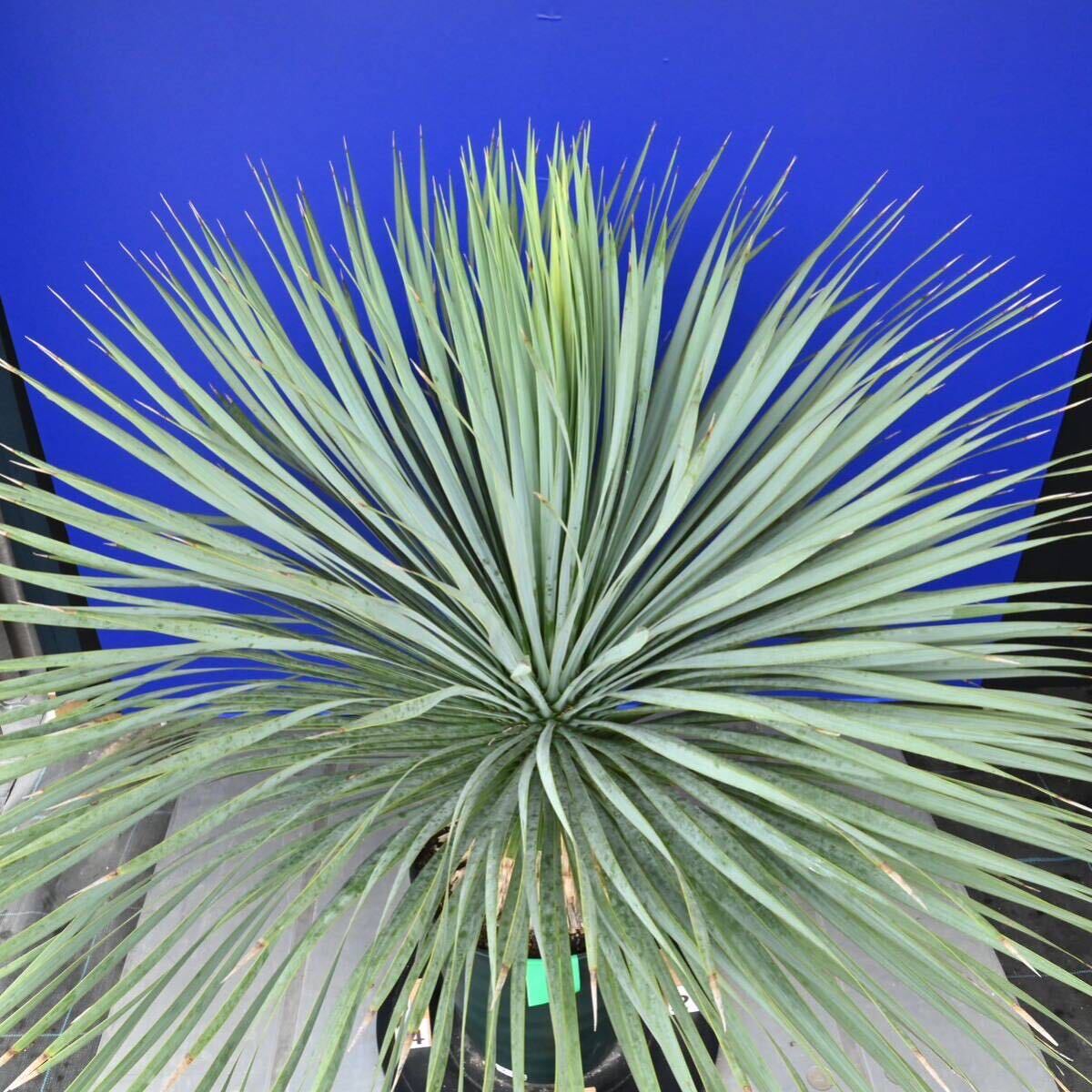 生育旺盛　元気いっぱい　ユッカロストラータ　国内栽培品　(緑シール) Yucca rostrata 160サイズ　　　　_画像9