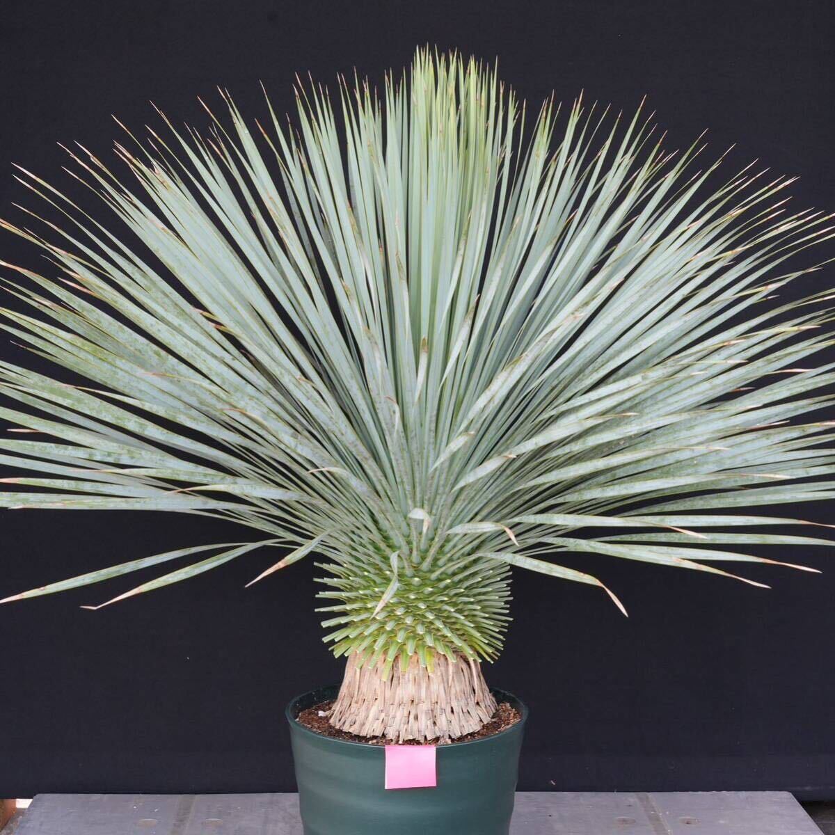 .. included .... did yucca Lost la-ta domestic cultivation goods ( red seal ) Yucca rostrata 160 size 