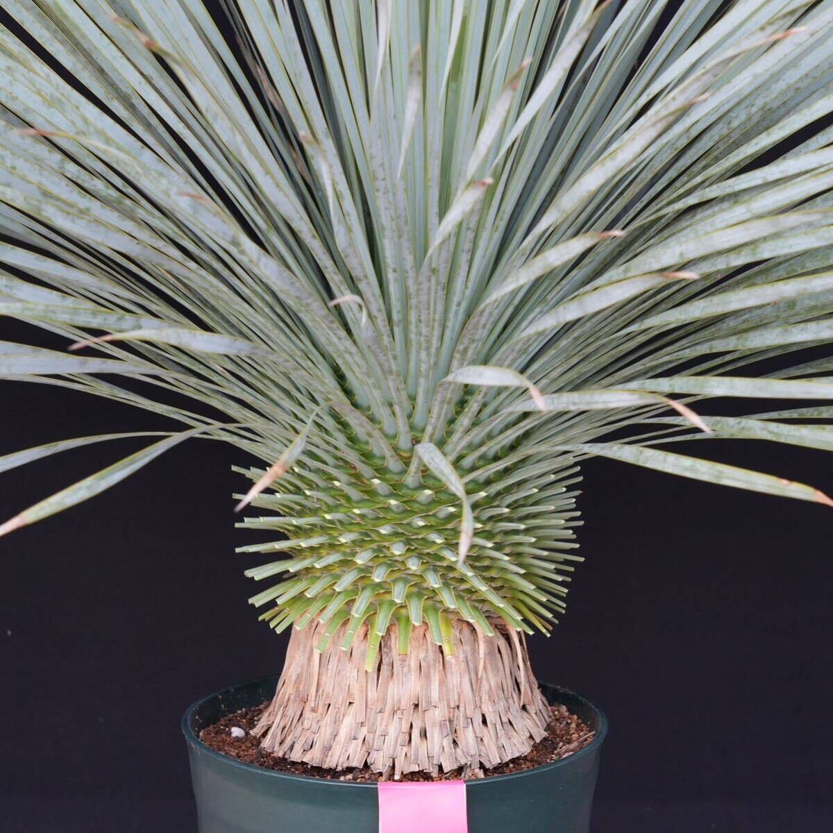 .. included .... did yucca Lost la-ta domestic cultivation goods ( red seal ) Yucca rostrata 160 size 