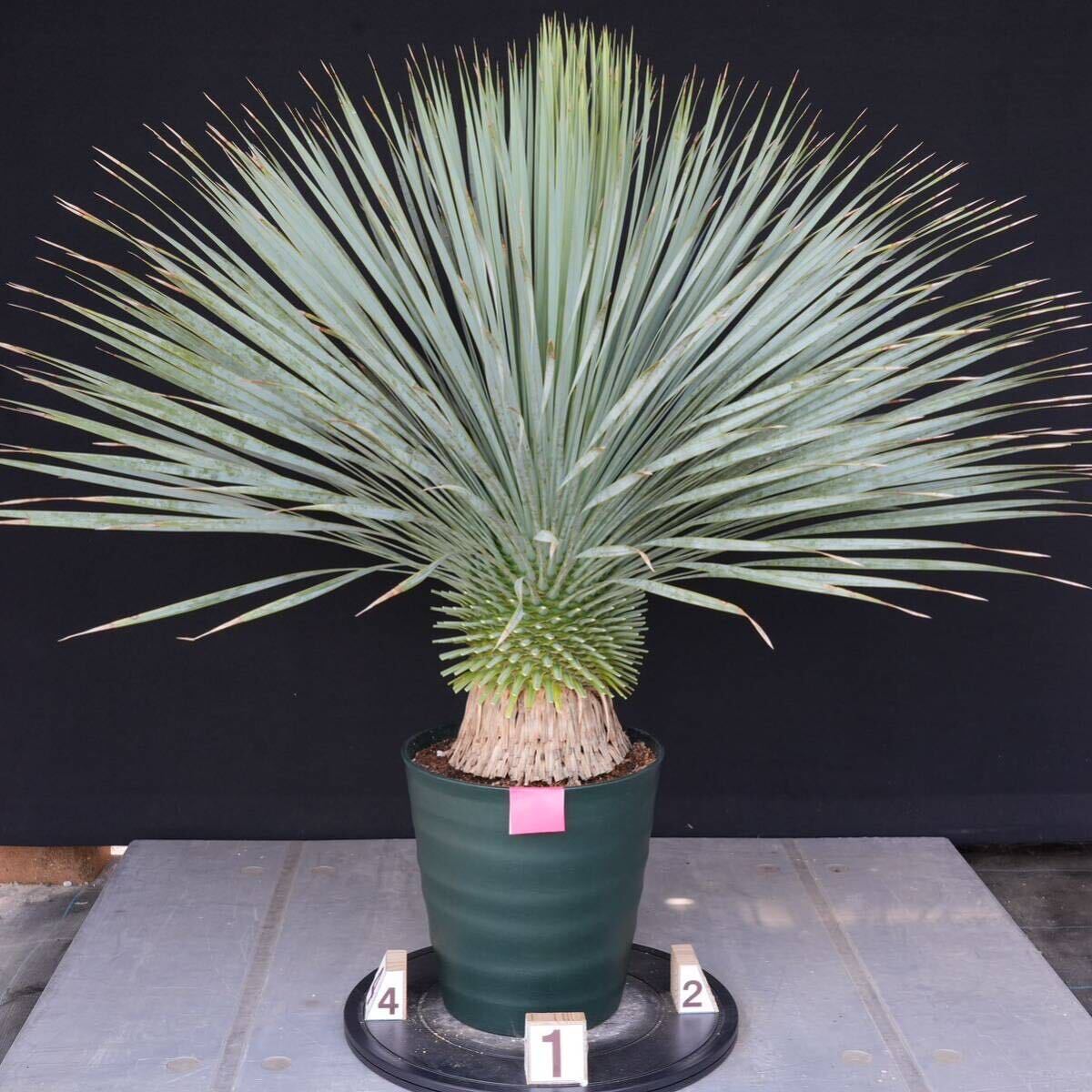 .. included .... did yucca Lost la-ta domestic cultivation goods ( red seal ) Yucca rostrata 160 size 