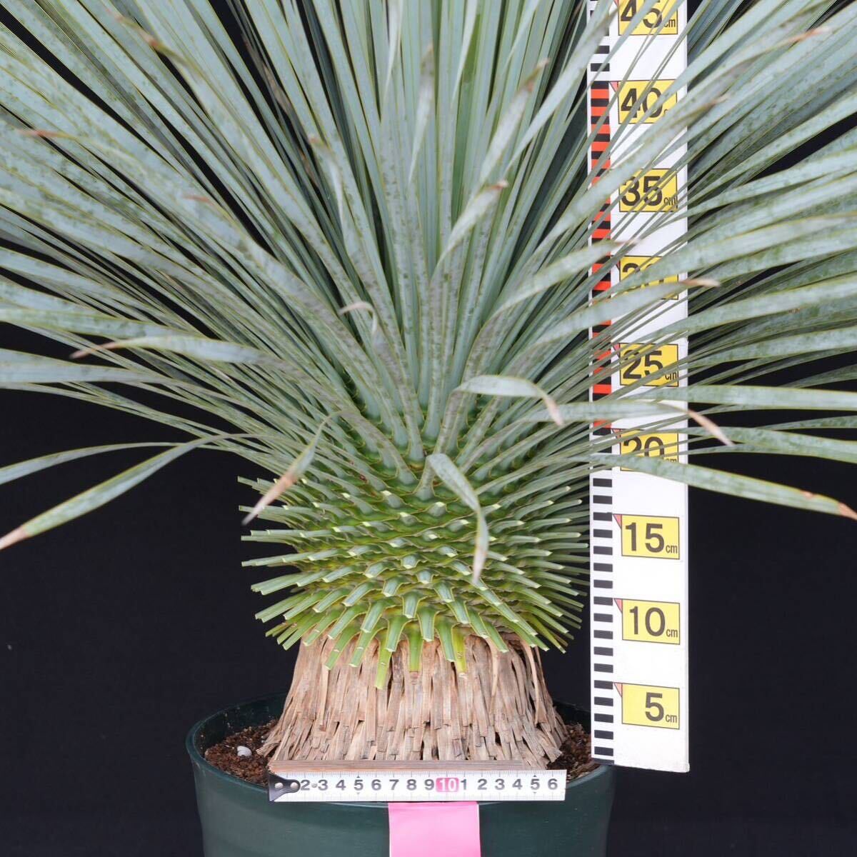 .. included .... did yucca Lost la-ta domestic cultivation goods ( red seal ) Yucca rostrata 160 size 