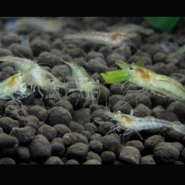 mi Nami freshwater prawn 50 pcs +. put on compensation minute 5 pcs shrimp breeding for * bait for also organism 