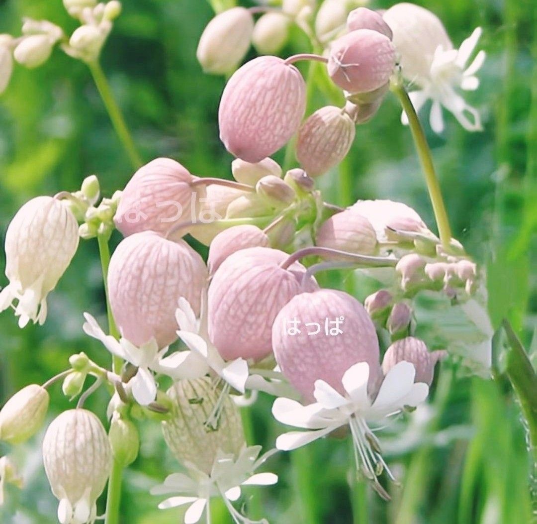 【増量中】  花の種 可愛い＆食べられるハーブ 白玉草  60粒  