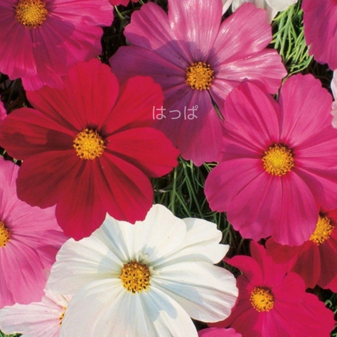  花の種 背丈の低いミニコスモス mix色 50粒 わい性 他 計 3点