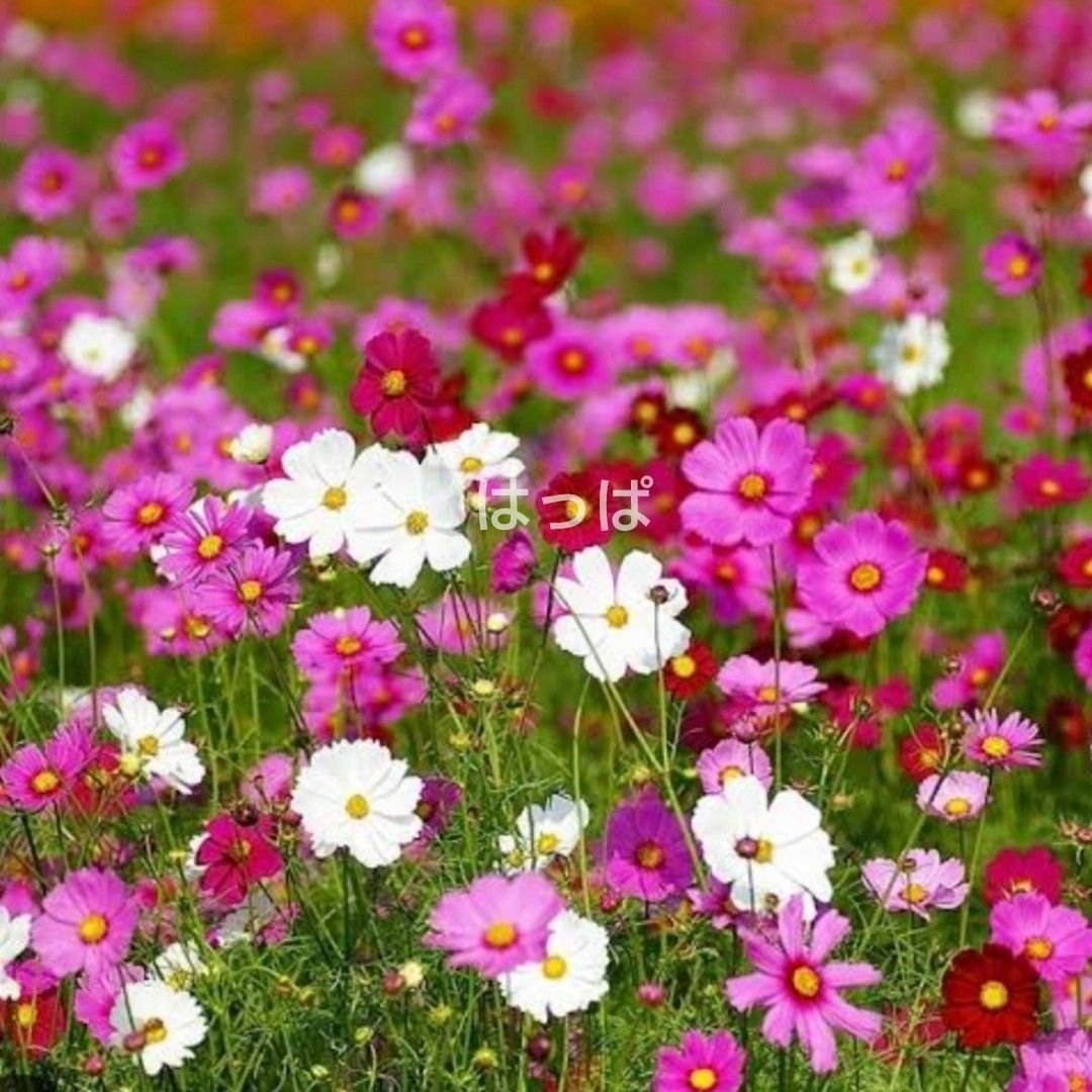  花の種 背丈の低いミニコスモス mix色 50粒 わい性 他 計 3点