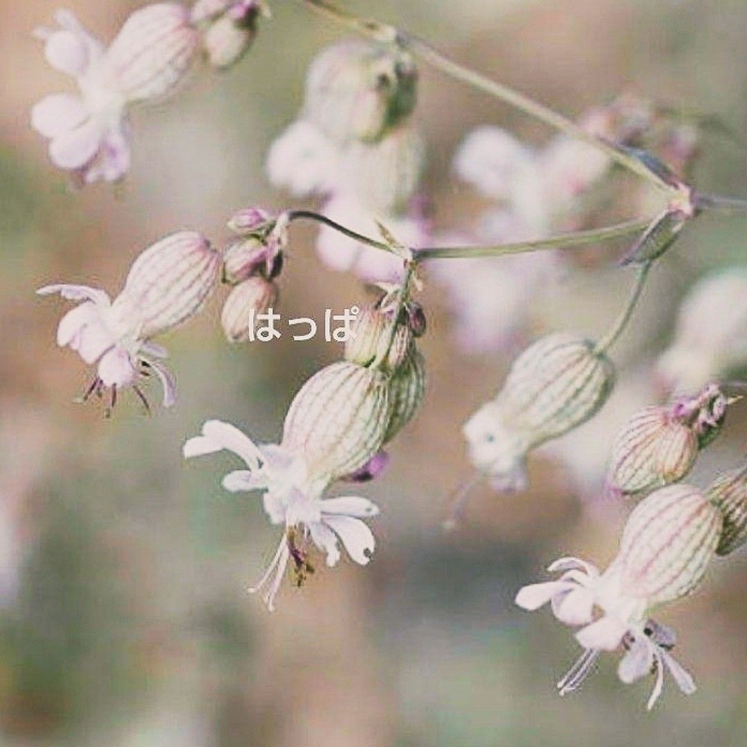 【増量中】  花の種 可愛い＆食べられるハーブ  白玉草  60粒  