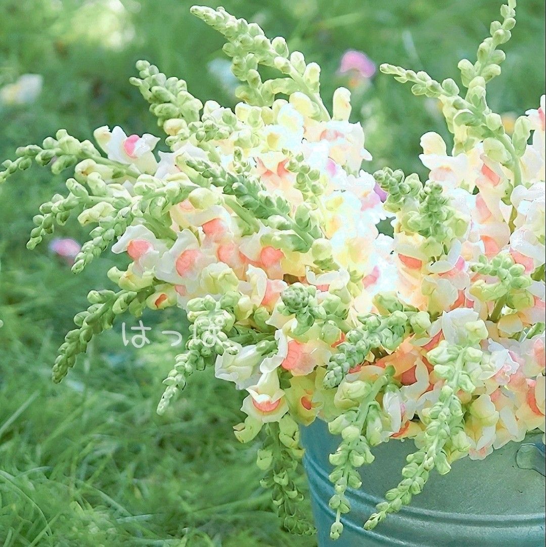 【増量中】花の種 可愛いバイカラー 金魚草 アップルブロッサム 30粒