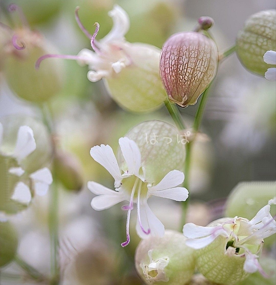 【増量中】  花の種 可愛い＆食べられるハーブ 白玉草  60粒  