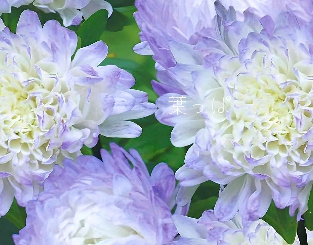  花の種 涼しげなグラデーション アスターブルーアイス 15粒 青い花