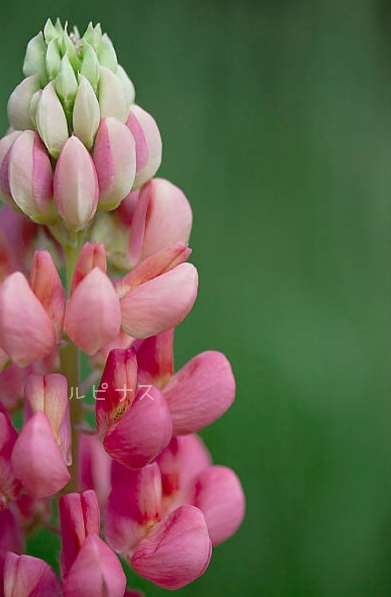 さだちゃん様   花の種 矮性ルピナス ピクシーデライトmix 50粒  ワイルドベルガモット