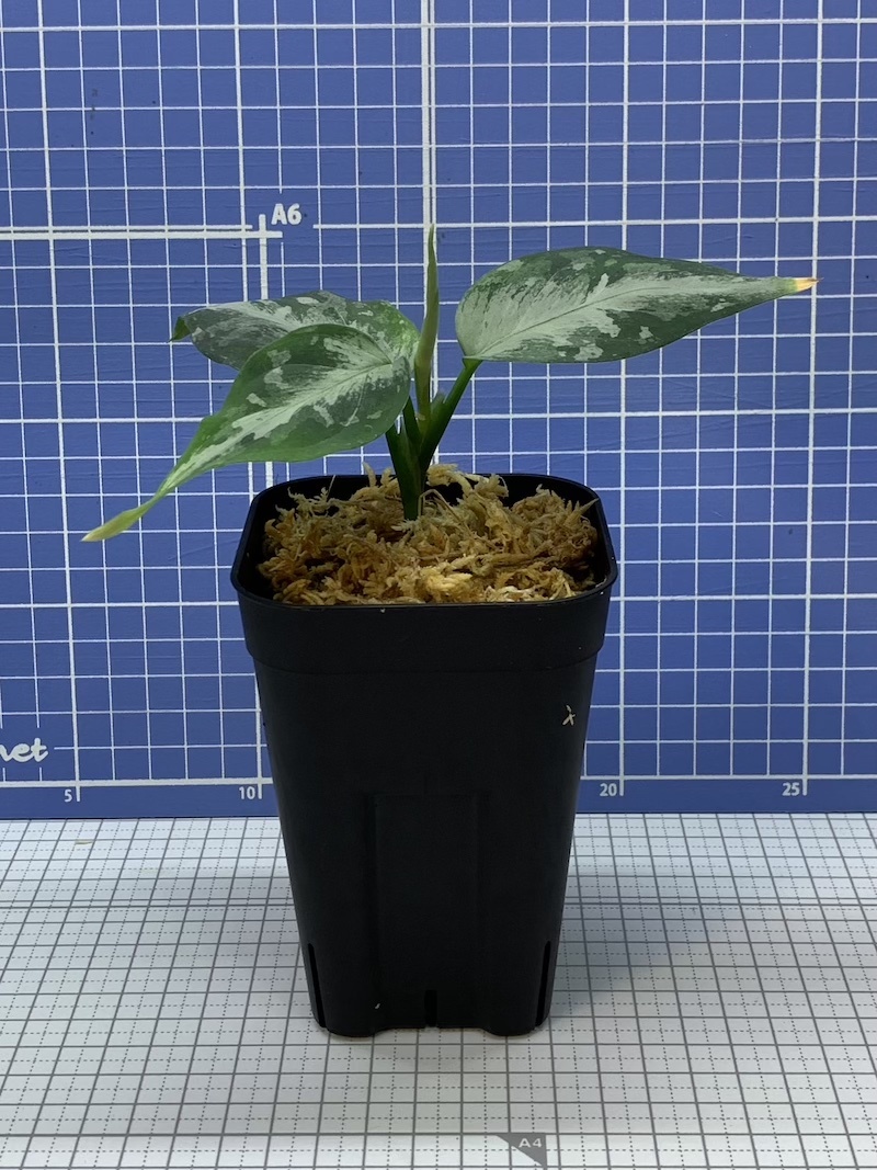 LA便増殖株 ■Aglaonema pictum tricolor[LA0913-1ss]■_画像3