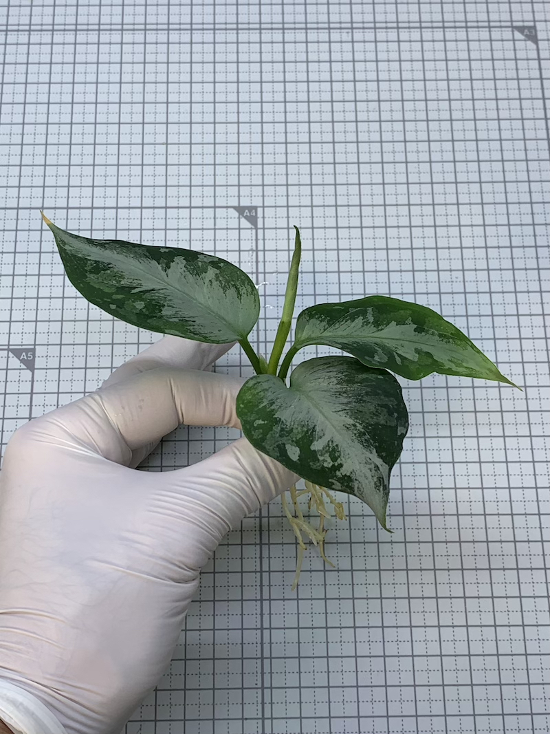 LA便増殖株 ■Aglaonema pictum tricolor[LA0913-1ss]■_画像7