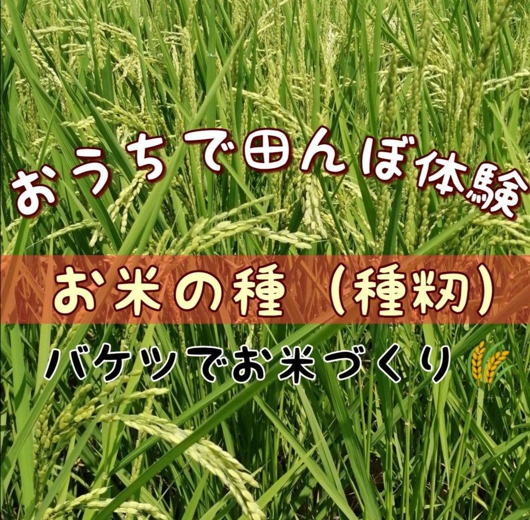 【お家で田んぼ体験】お米の種　種籾20g 自然農コシヒカリ　バケツ稲に◎稲作　はざかけ米　非電気　昔ながらのやり方でそだてています