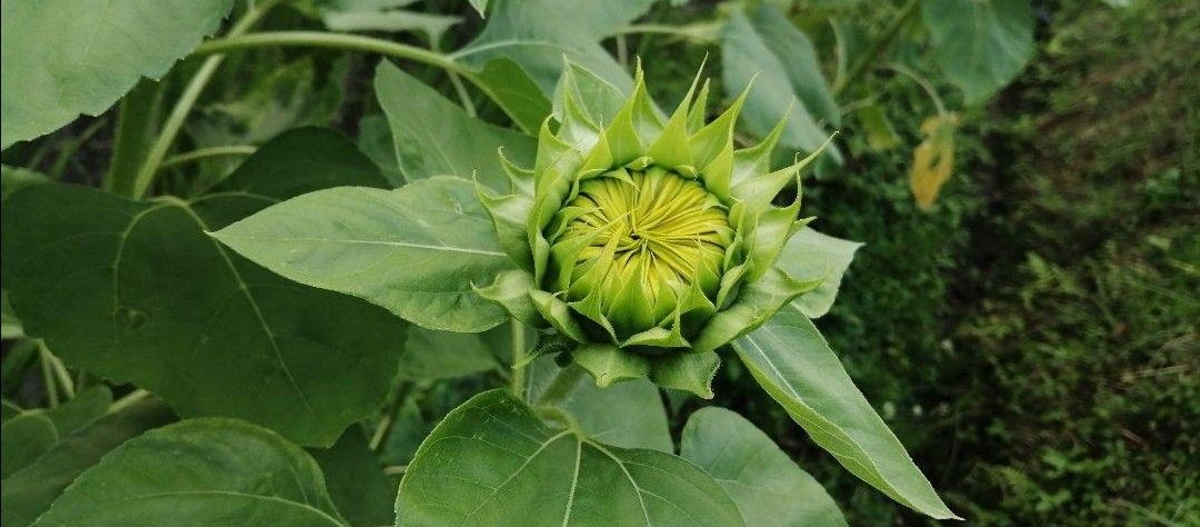 大きくそだつひまわりの種　たっぷり14g約200粒 花畑　家庭菜園　園芸　ガーデニング　一輪挿し　向日葵畑　ヒマワリの種