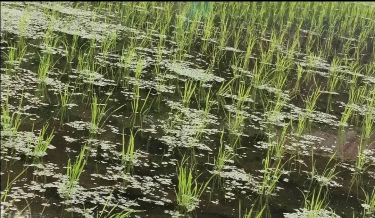 【お家で田んぼ体験】お米の種　種籾20g 自然農コシヒカリ　はざかけ米　バケツ稲に◎稲作　収穫体験　自然観察