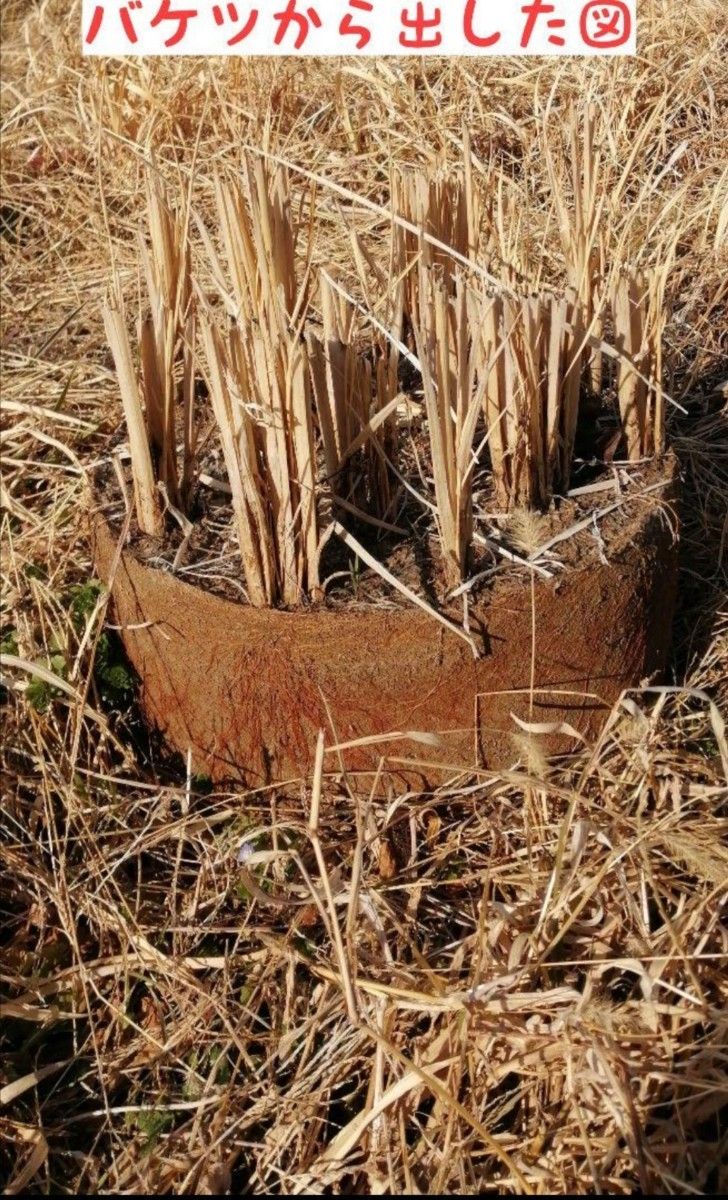 【お家で田んぼ体験】お米の種　種籾20g 自然農コシヒカリ　バケツ稲に◎稲作　はざかけ米　非電気　昔ながらのやり方だそだてています