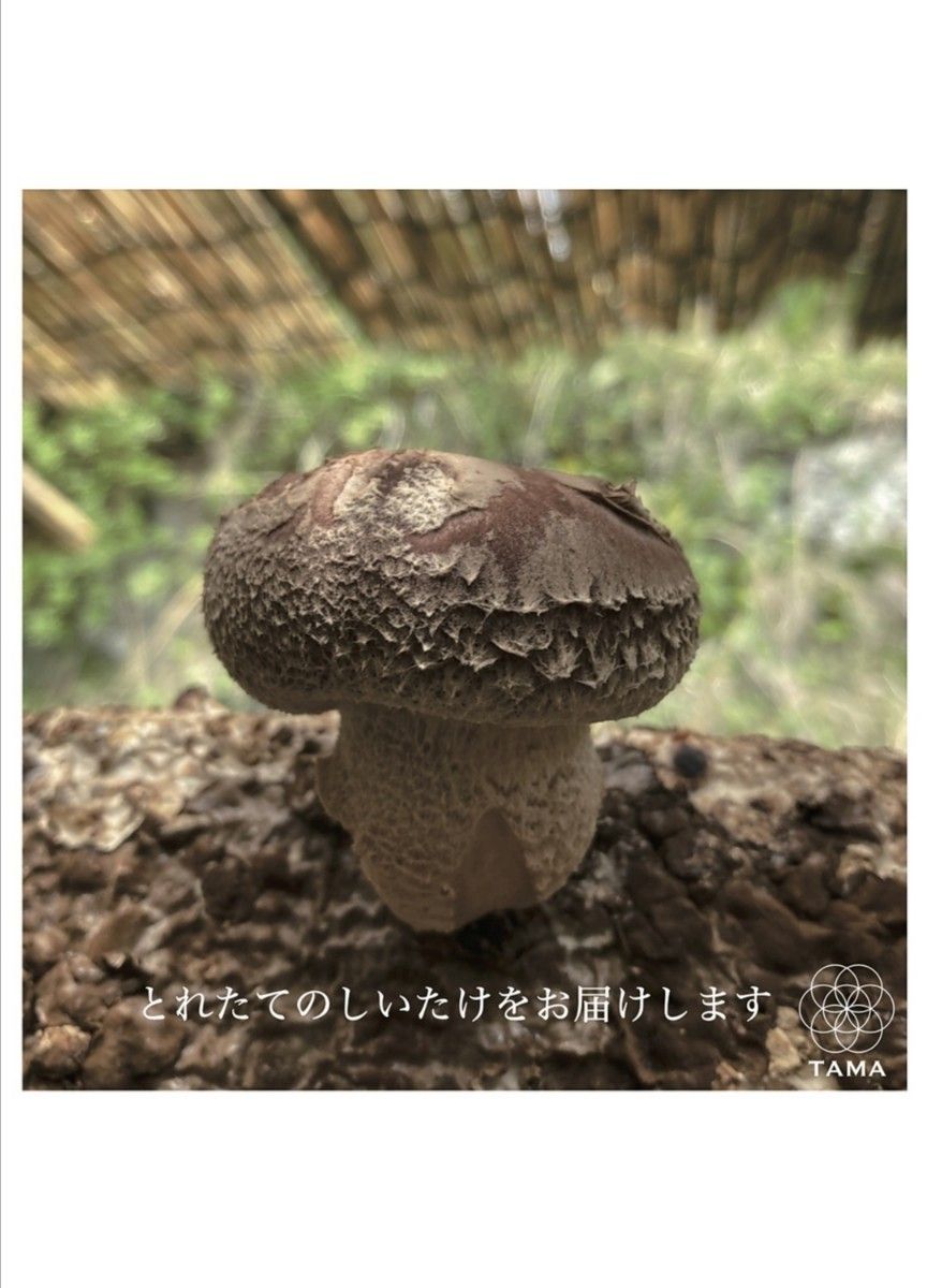 【5/4収穫】生椎茸　宅急便コンパクトいっぱい　しいたけ　シイタケ　新鮮朝採れ　