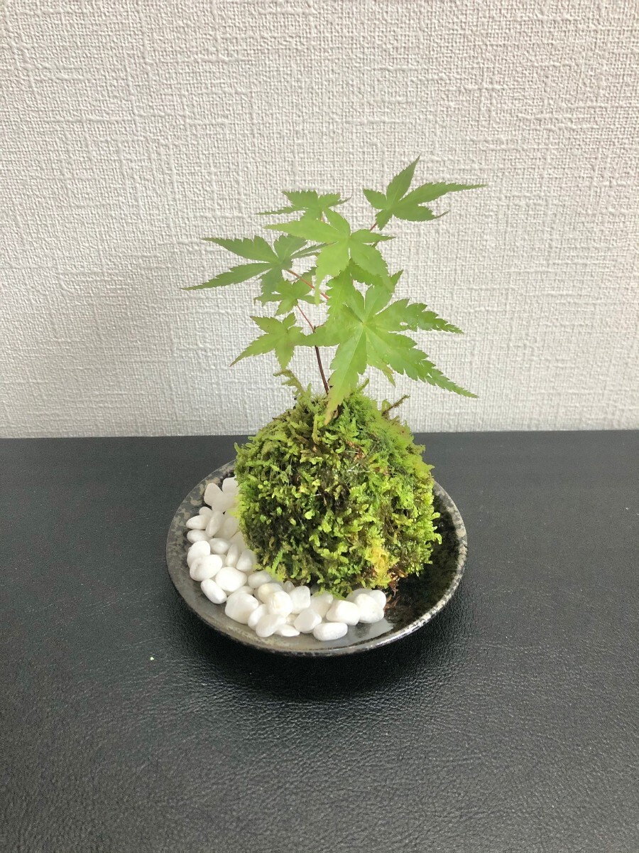 iro is momiji. kokedama small stone . plate attaching 14