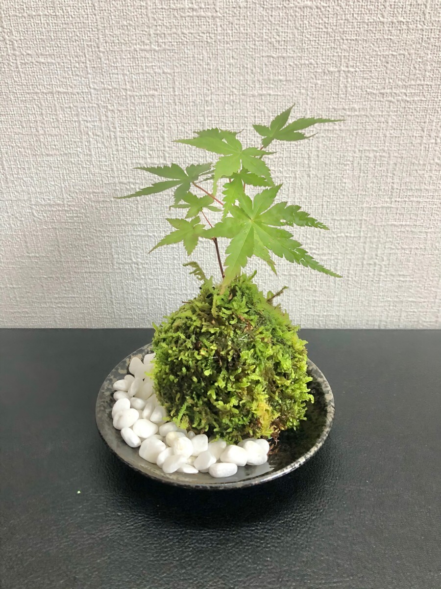 iro is momiji. kokedama small stone . plate attaching 14