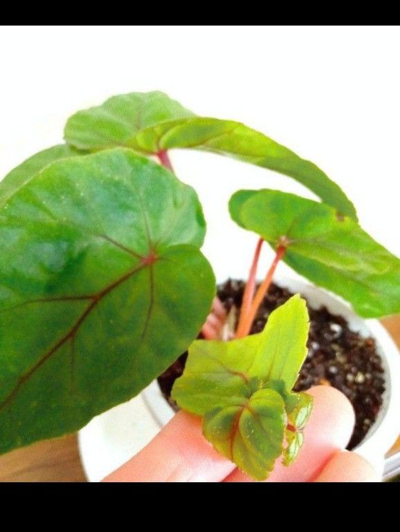 ベゴニア ハンデリー Begonia handelii