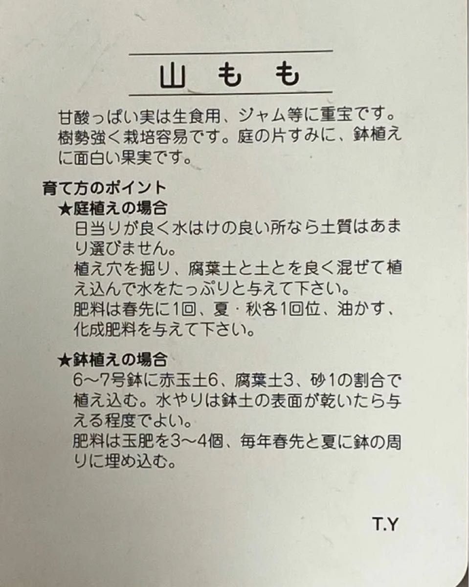 やまもも　ヤマモモ　山桃　秀峰　挿し穂　　　　２０本セット　挿し木　無農薬