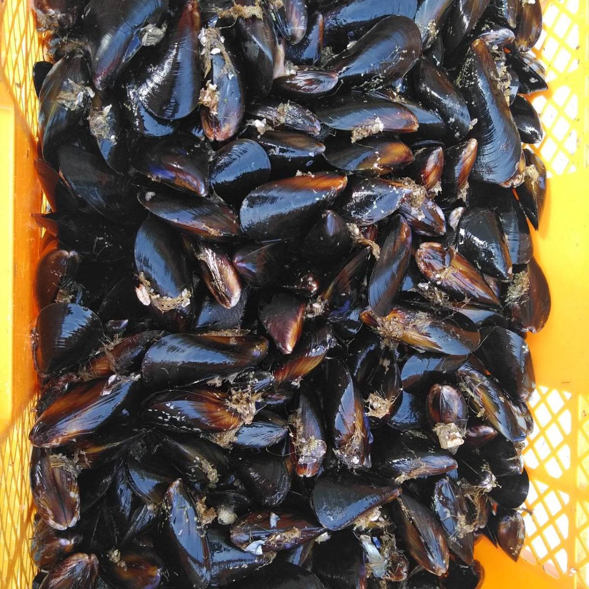  free shipping! fishing bait .* purple excepting * freezing shipping 7kg* excepting kalas. mussel fishing feed Kuroda i black sea bream sea bream striped beakfish kobda squid wa is gi*