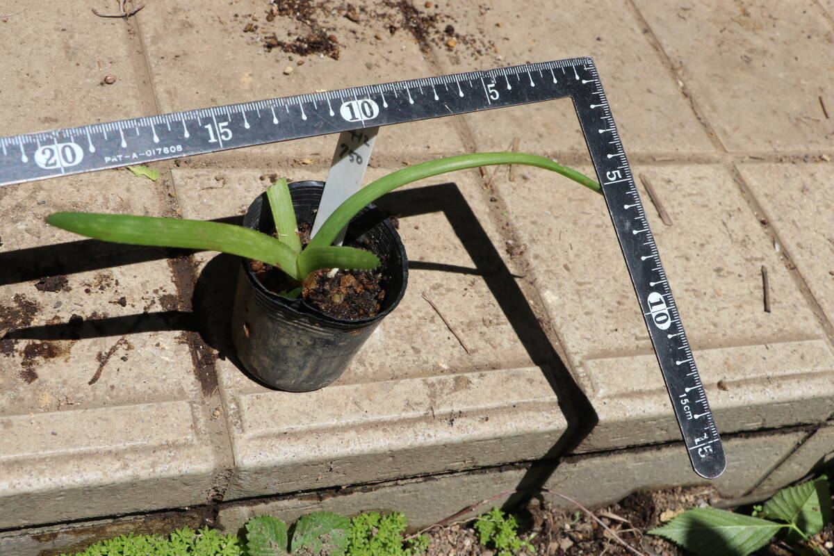 多肉植物 アロエベラ 小さな苗 ヨーグルトに  送料込の画像1