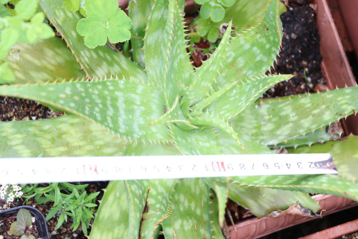 多肉植物 アロエベラ 小さな苗 ヨーグルトに  送料込の画像3