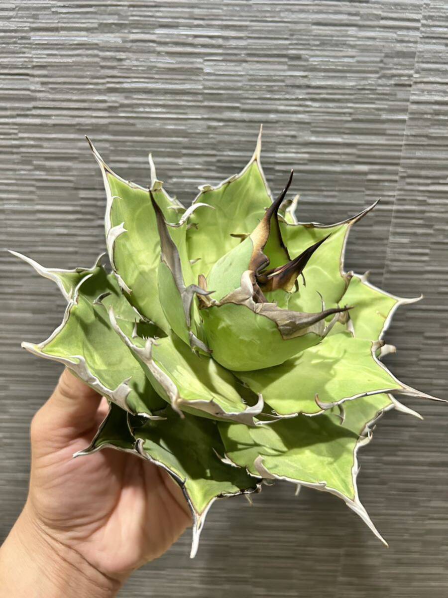 【ハデス】 Agave titanota 台湾 アガベ チタノタ 黒帝斯_画像2