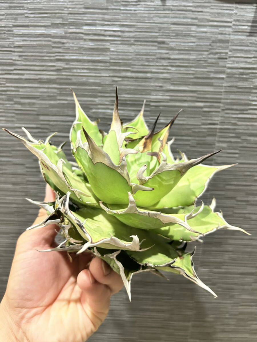 【ハデス】 Agave titanota 台湾 アガベ チタノタ 黒帝斯_画像4