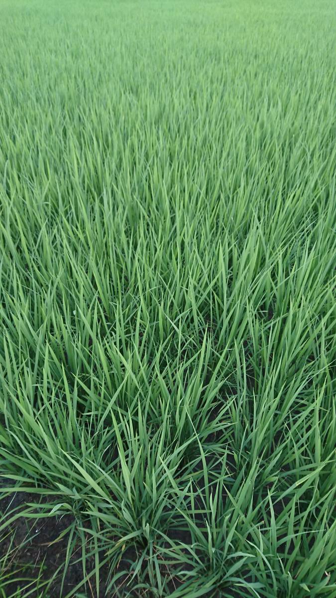 * новый рис включая доставку *. мир 5 год производство Milky Queen белый рис 5. Yamagata префектура . перо гора .. ... eko Farmer . специальный культивирование . супер . культивирование сделал . рис ⑰