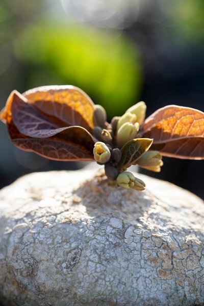 ◎レア種　Adenia ovata　アデニア・オバタ　発根済み　開花株　コーデックス　塊根植物_画像8