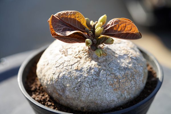 ◎レア種　Adenia ovata　アデニア・オバタ　発根済み　開花株　コーデックス　塊根植物_画像1