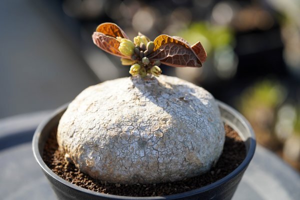 ◎レア種　Adenia ovata　アデニア・オバタ　発根済み　開花株　コーデックス　塊根植物_画像4